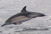 Common Dolphin (Delphinus Delphis)